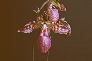 Paph. Gloria Naugle Felipe HCC 77 pts